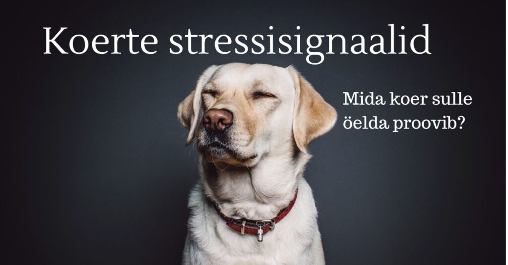 Koerte stressisignaalid - kuidas koer oma ebamugavust välhjendab
